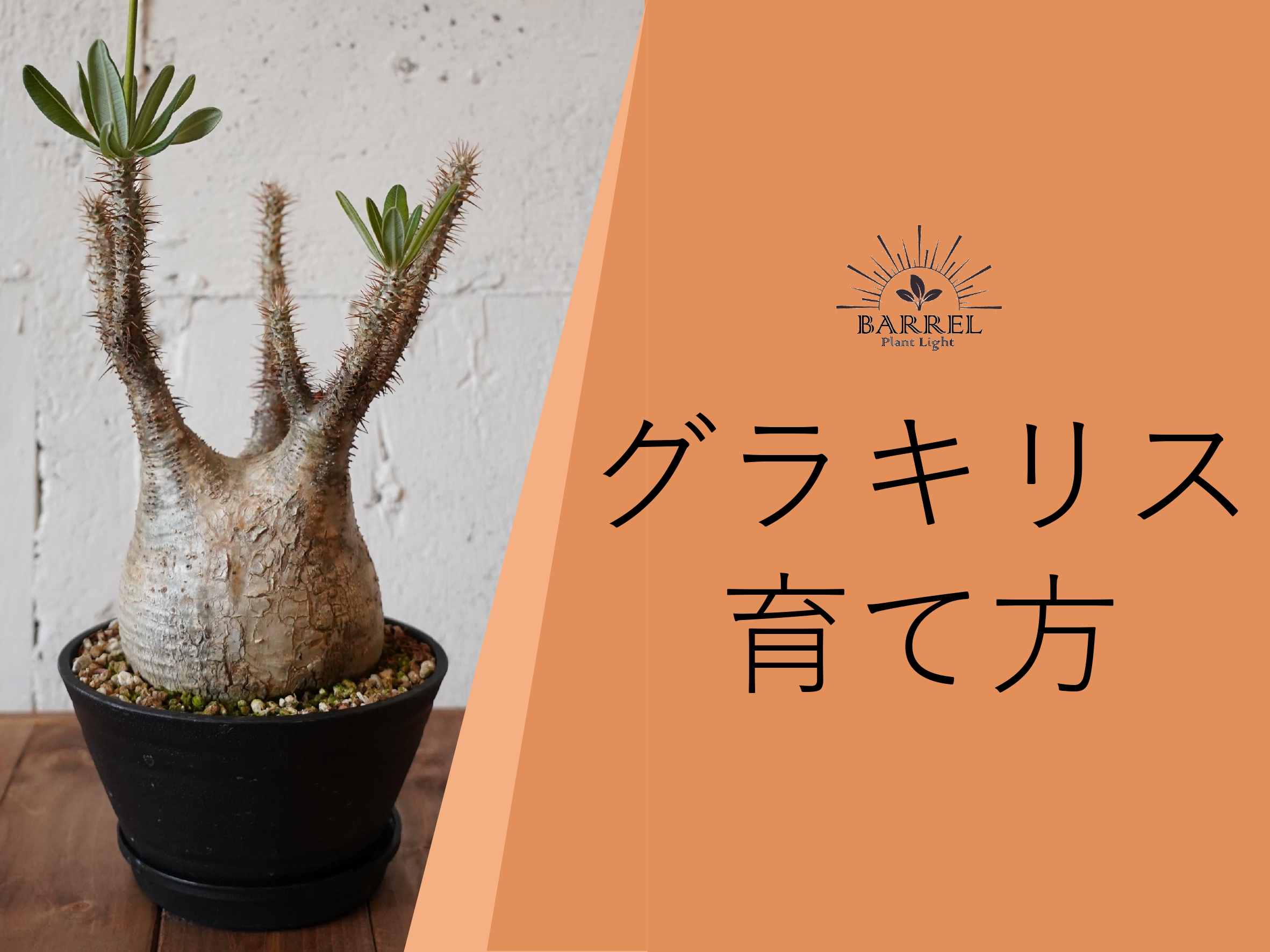 グラキリス 育て方